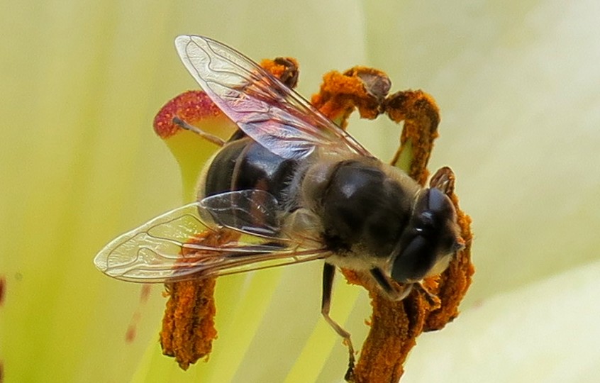 Eristalis pertinaxe?  No, Eristalis tenax